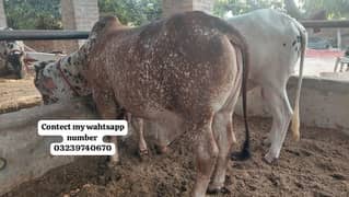 bachada for sale qurbani ke liye taiyar