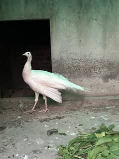 Beautiful white peacock male