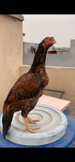 Hight quality lakhi madi
