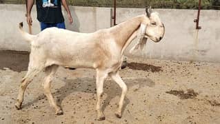 Bakra For Qurbani 2025