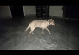 labrador