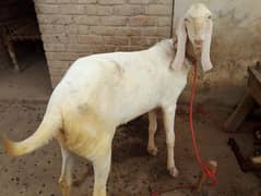Goat | Bkra | Rajnpuri Goat | Gulabi Bkra | Qurbani Goat for Sale