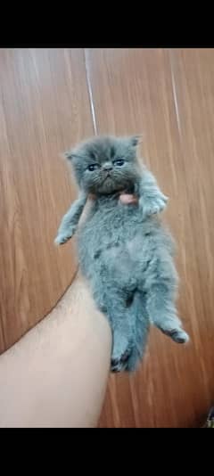 Persian Male kitten