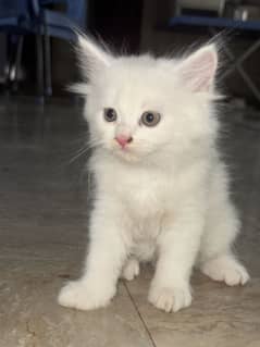 Percian cat