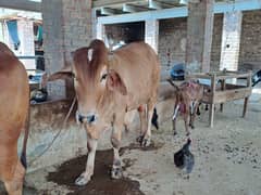 Qurbani | Buffalo | Bull | بچرا | Sale | Breeder | sahiwal | Katta