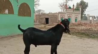 Qurbani