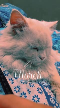 Persian Triple Coated Doll Faced Male Cat