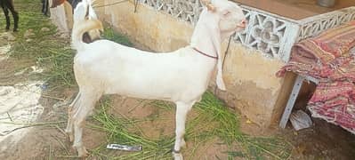 gulabi