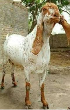 Special Qurbani Bakra