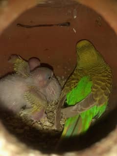 All