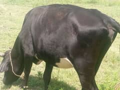 bachri