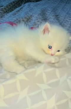 Persian kitten | triple long coated Kittens |  03406947464 WhatsApp