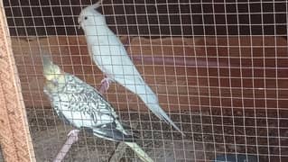cockatiel
