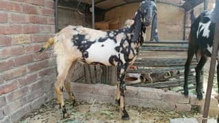Desi bakra