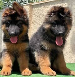 German Shepherd puppies 03255520926