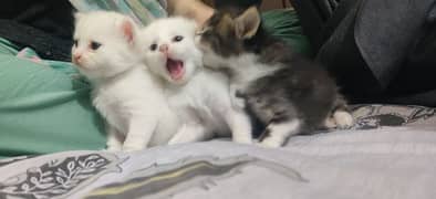 1 Cat & 3 Persian kittens