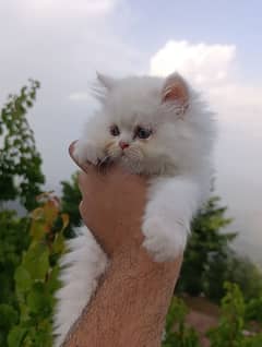 peke bloodline kittens