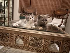 Persian kitten - calico - 3 shades
