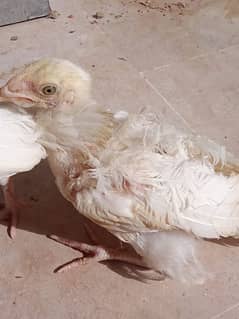 pure Heera khandari parrot face pair