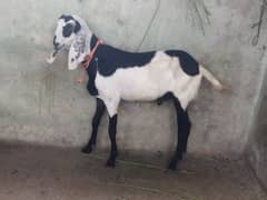 Beautiful Donda Bakra