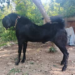 Bakra for sale for Eid Ul Adha | Goat for Qurbani