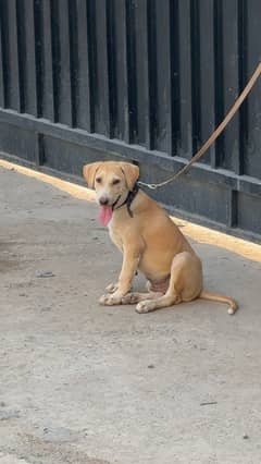 Labra Dog available 4 months old