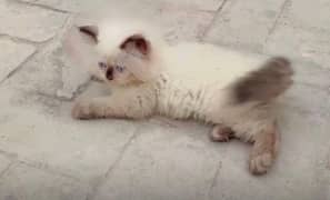 Himalayan Kitten for sale 50 days old.