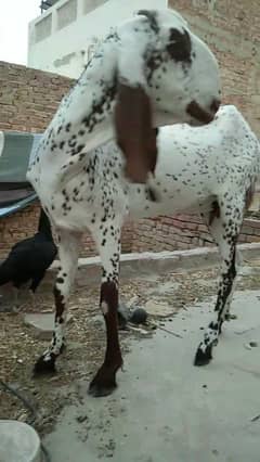 makhi cheeni