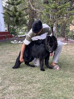 *Pink Pedigree Black German shepherd |GSD| long coat dog/top quality*