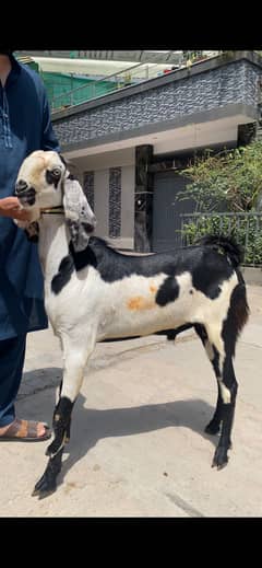 Qurbani Bakray For Sale at Reasonable Prices