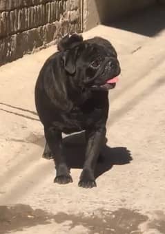 Confirm Stud Black Pug Male for Stud/Sale Read description.