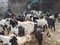 qurbani
