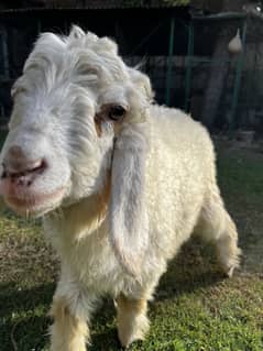 Sheep 4 months old