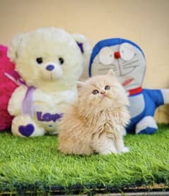 Persian kitten