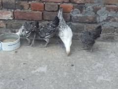 2 month age chiks for sale 700per piece