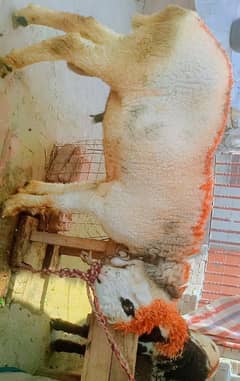 Qurbani k Liye Chatry for sel