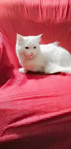 prestion 7.8 month male cate