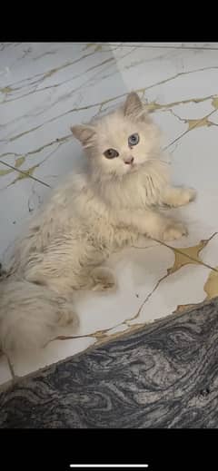 pershian
