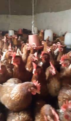 Lohmann Brown Egg-Laying Hens for Sale – Daily Egg Producers!