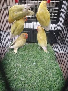 bredir pairs