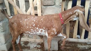 Healthy and beautiful goat for qurbani
