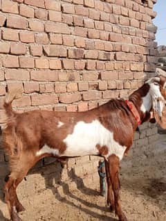 Home breed baqra 03099002438 WhatsApp