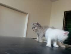 grey male and white female Persian cat