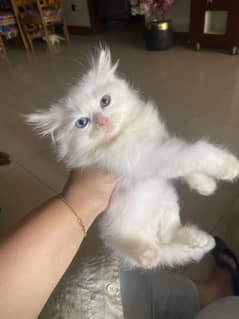 Persian