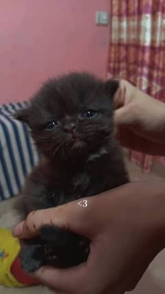 kitten
