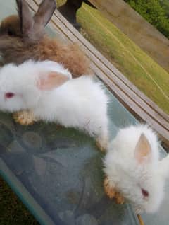 lion head and teady bear draft bunnies for sale .
