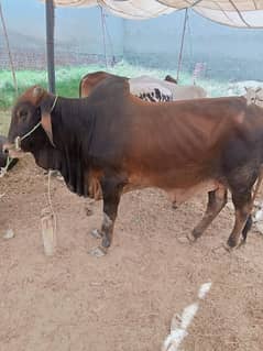 male cow