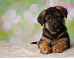 German shepherd puppies Double Coat my WhatsApp number 0331 9289880