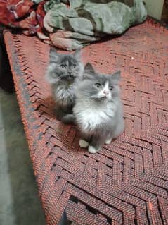 one perssion gray pair and one white punch face male