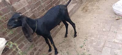 Desi Bakra for sale
